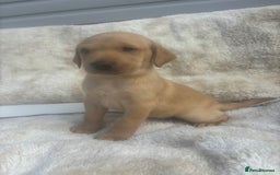 Labrador Retriever dogs for sale: 8 Kennel club reg  health tested chunky Labradors  - Image 25