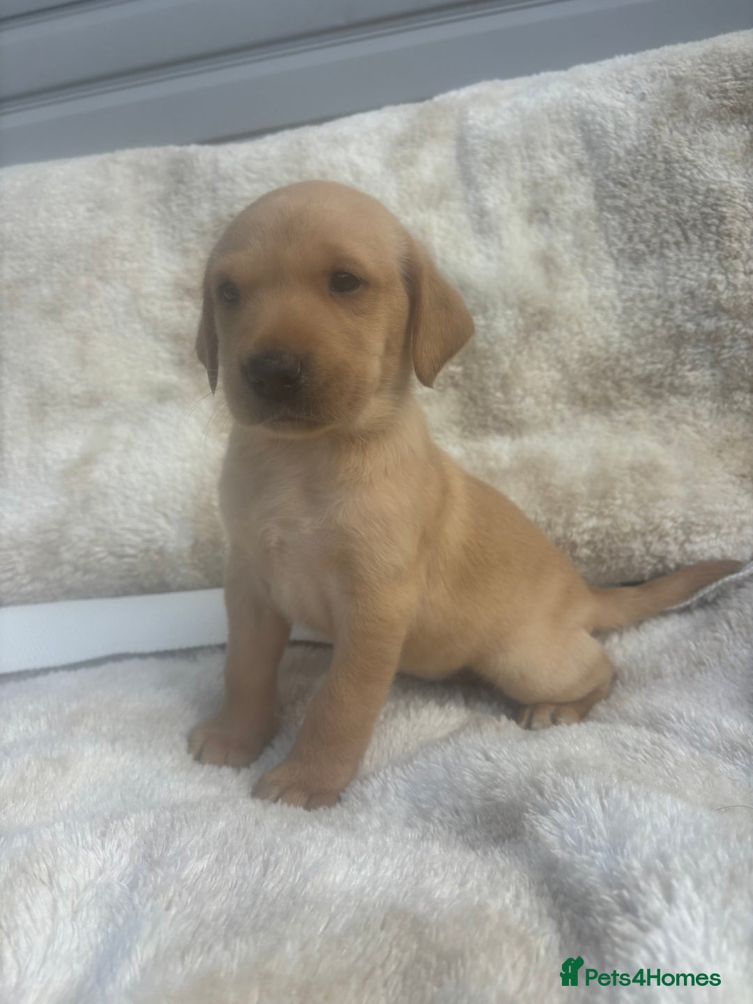 Labrador Retriever dogs for sale: 8 Kennel club reg  health tested chunky Labradors  - Image 25