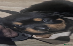 Rottweiler dogs for sale: Stunning large Rottweiler pups - Image 2