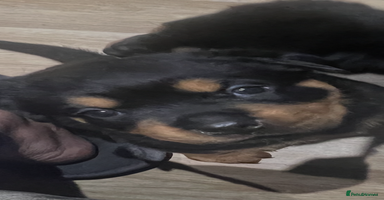 Rottweiler dogs - Advert 3