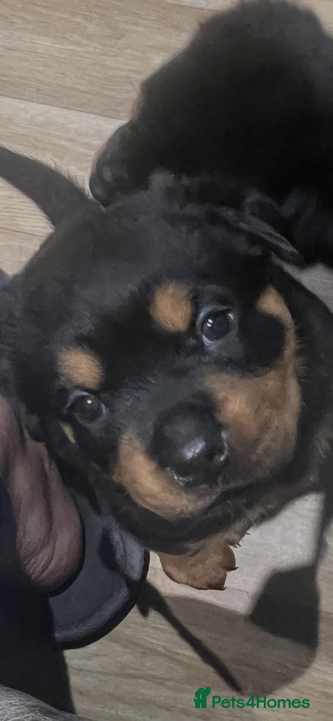 Rottweiler dogs for sale: Stunning large Rottweiler pups - Image 2