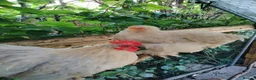 Chickens poultry for sale: Bantam Silkies couple  - Advert 3