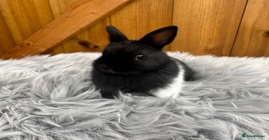 Netherland Dwarf rabbits - Advert 14