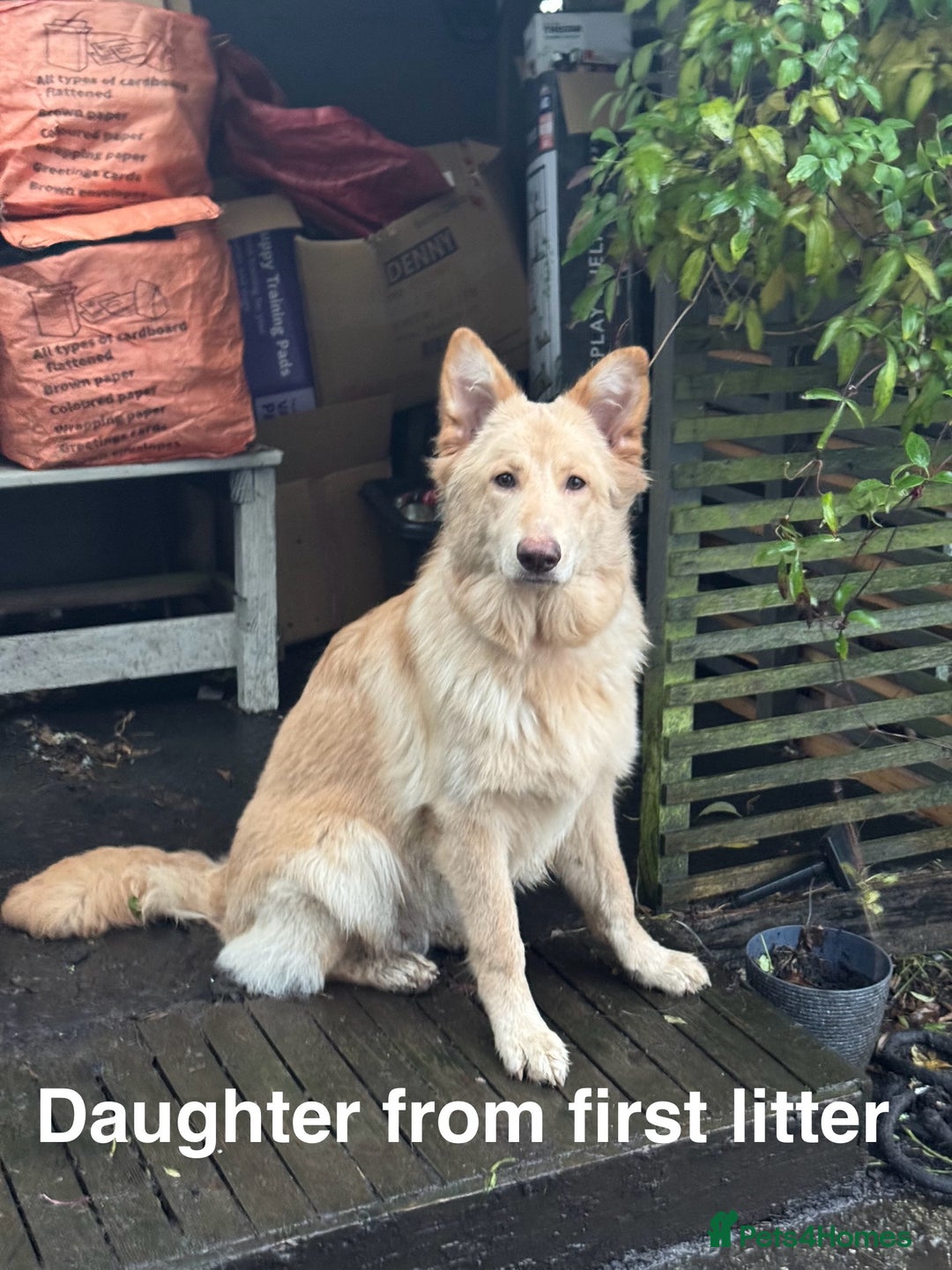 German Shepherd dogs for sale: Gorgeous German shepherd pups - Advert 21