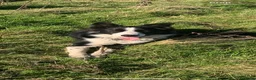 Sprollie dogs for sale: Sprollie puppies for sale in Scotland in Lanark - Advert 4