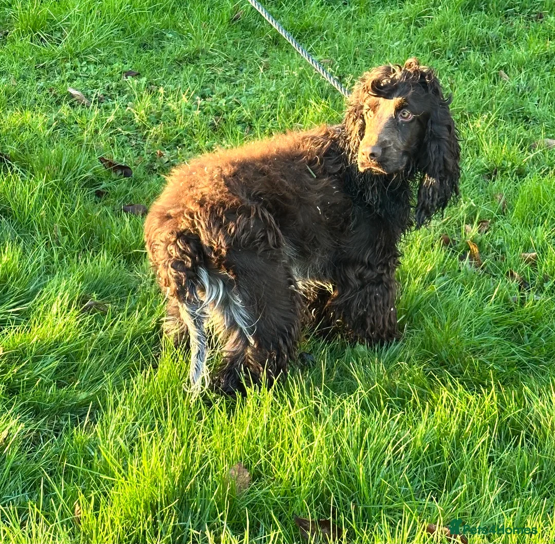 Cocker Spaniel dogs for sale: Handsome chocolate roan boy - Advert 6