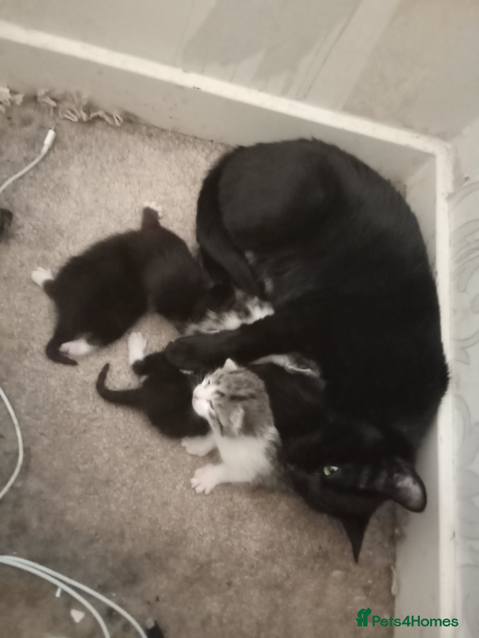 Mixed Breed cats 6 kittens tabbys - Advert 17