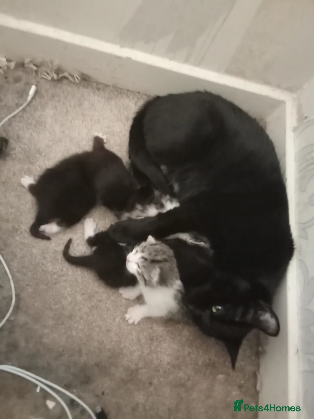 Mixed Breed cats for sale: 6 kittens tabbys - Advert 6