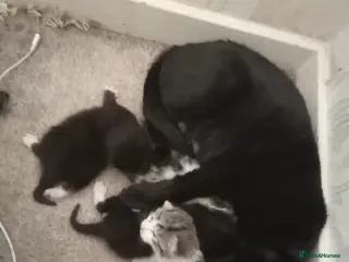 Mixed Breed cats 6 kittens tabbys - Advert 17