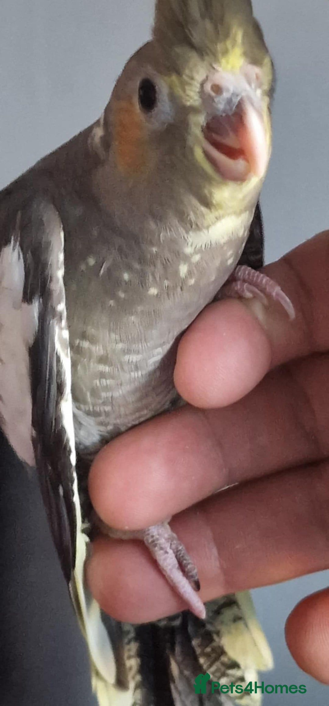 Cockatiels birds for sale: Baby cockatiels - Image 4