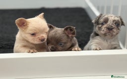 French Bulldog dogs for sale: French bulldog payment plans available  - Image 6