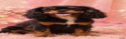Cavalier King Charles Spaniel dogs for sale: Beautiful litter of cavalier pups ready now 💕 - Advert 11