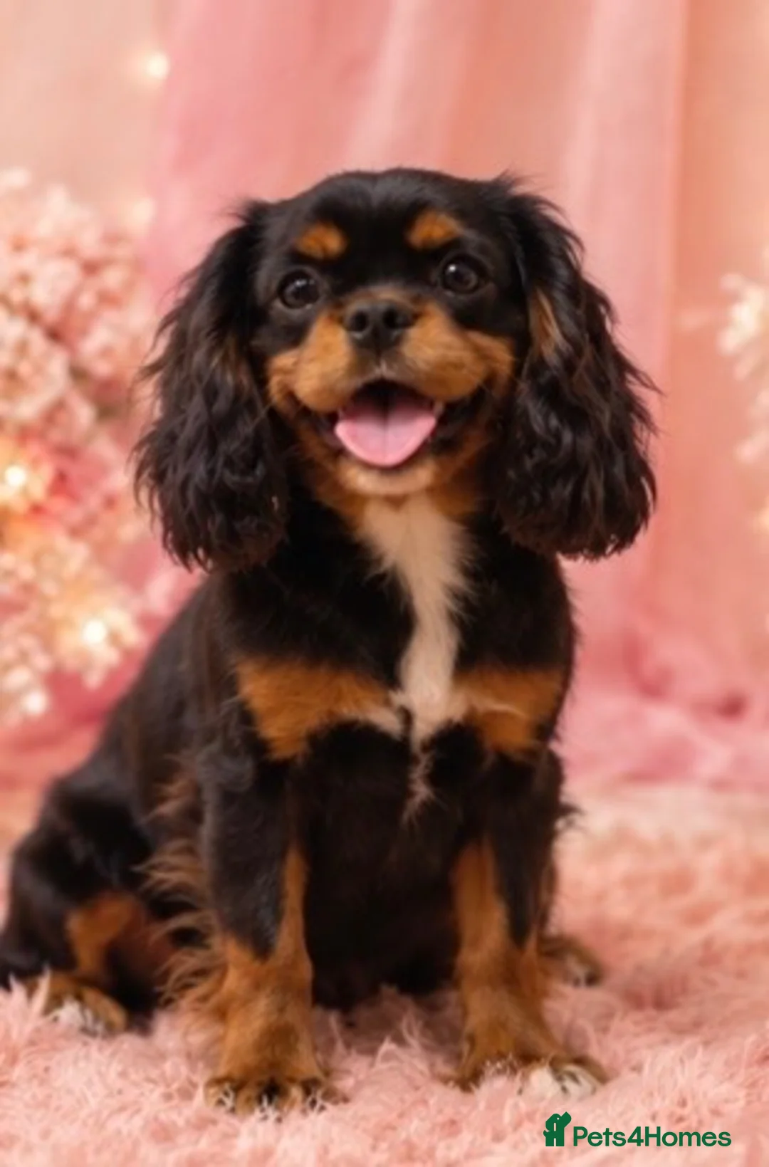 Cavalier King Charles Spaniel dogs for sale: Beautiful litter of cavalier pups ready now 💕 - Advert 11