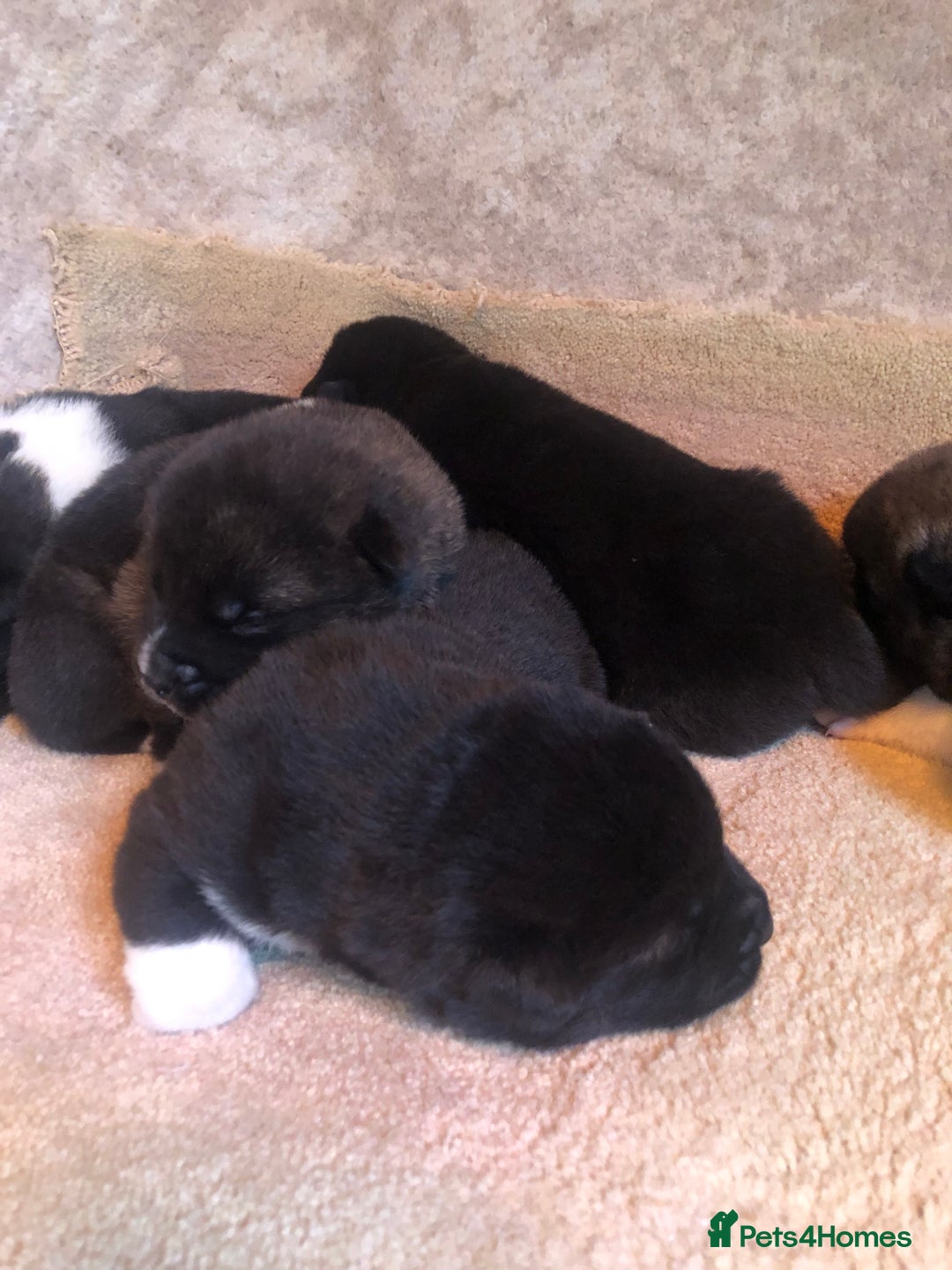 Akita dogs for sale: 7 bear faced American Akitas puppies  - Image 4