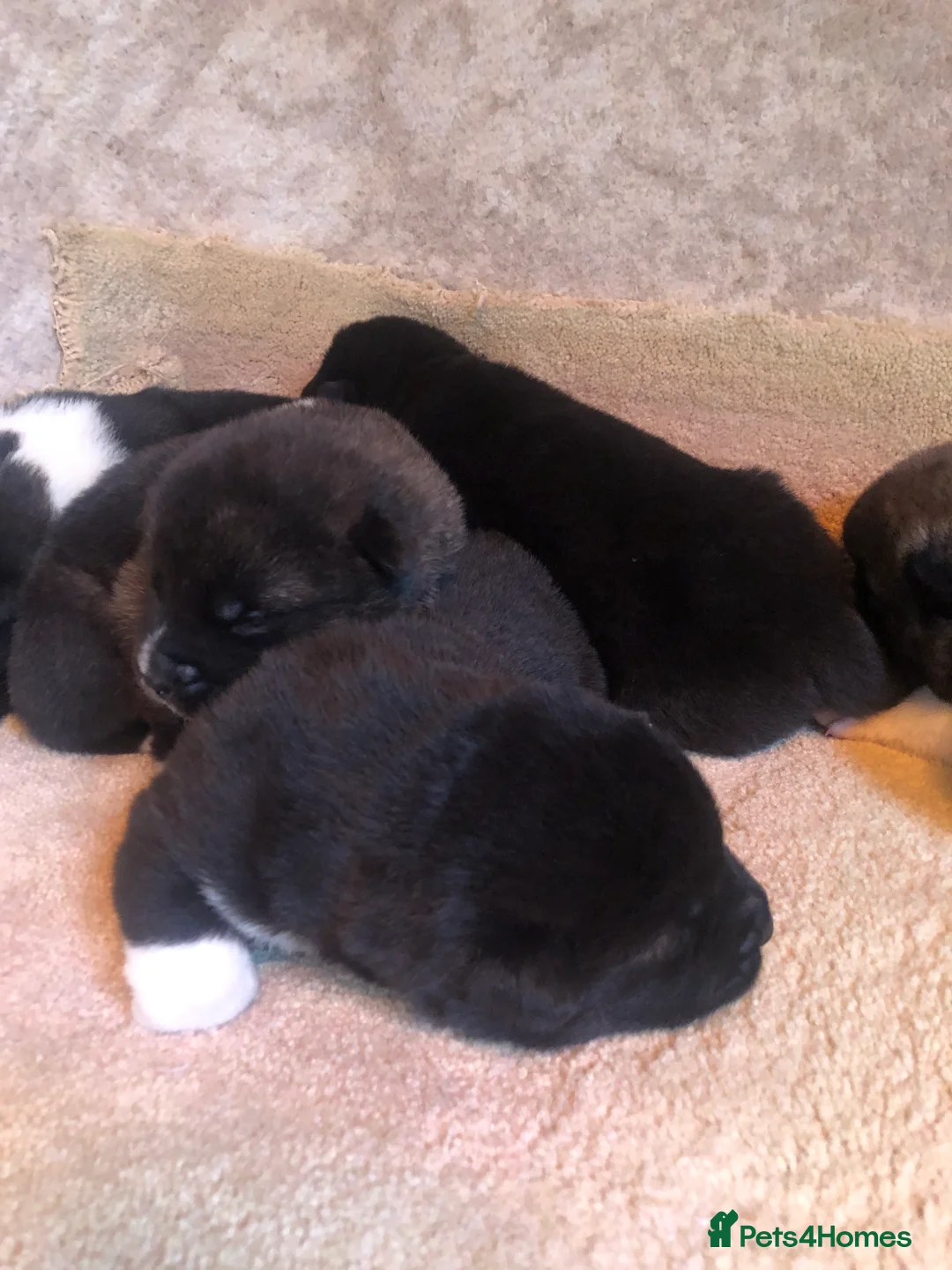 Akita dogs for sale: 7 bear faced American Akitas puppies  - Advert 20