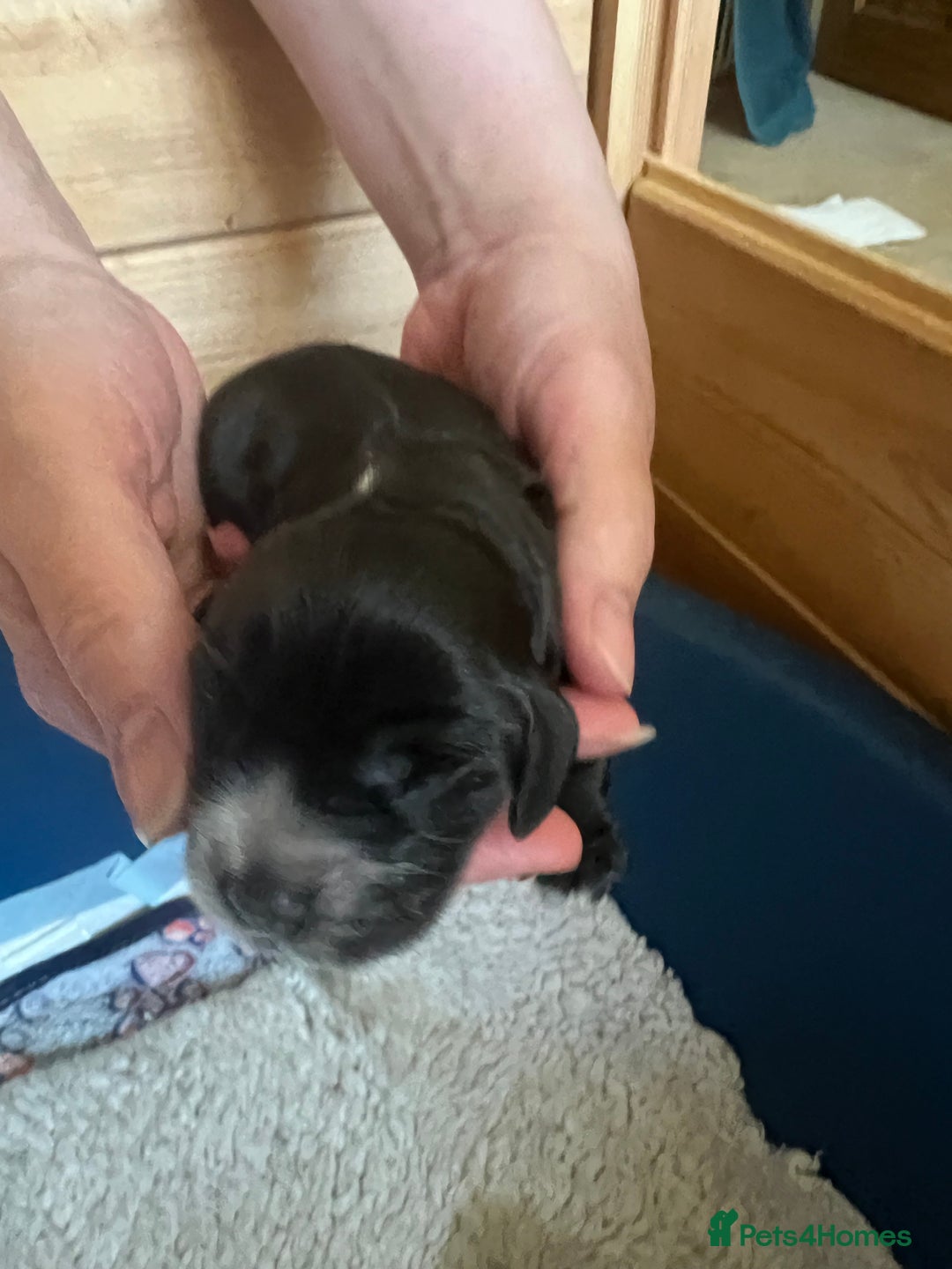 Cocker Spaniel dogs for sale: Stunning Show Cocker Spaniel litter - Image 9