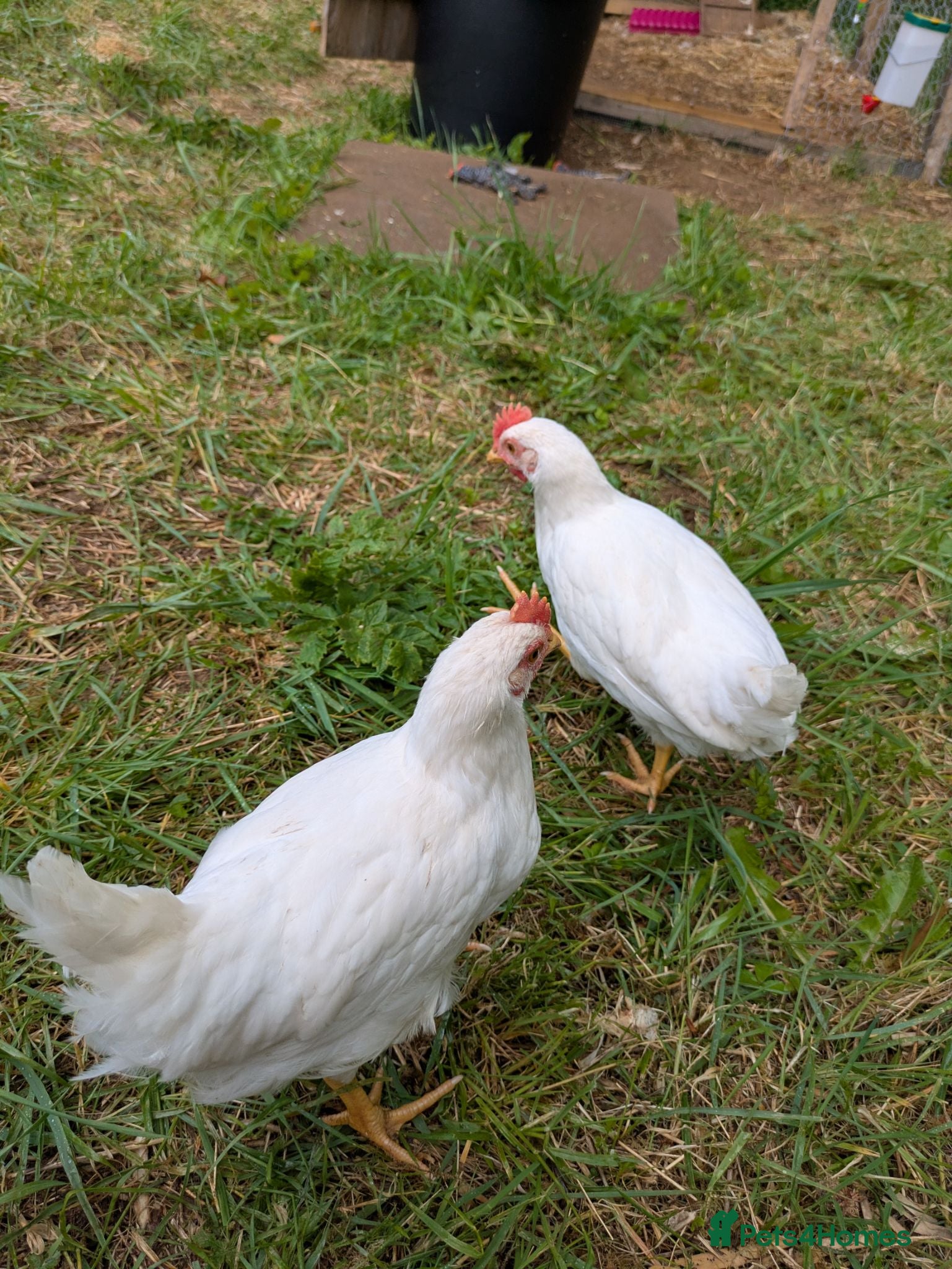Chickens poultry 2 white leghorn cockrels  - Advert 7