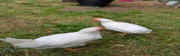 Chickens poultry for sale: 2 white leghorn cockrels  in Pontypool - Advert 1