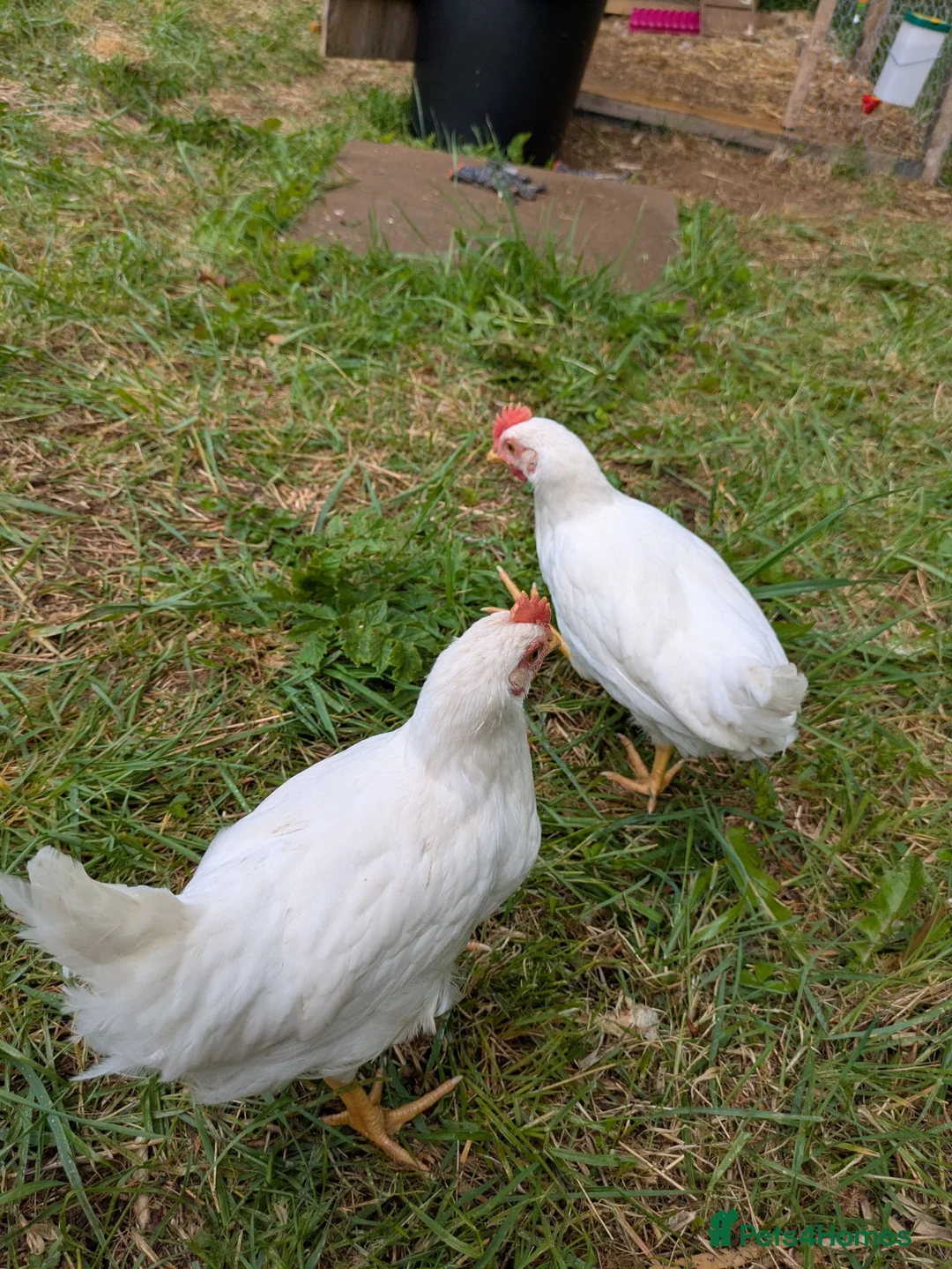 Chickens poultry for sale: 2 white leghorn cockrels  in Pontypool - Advert 1
