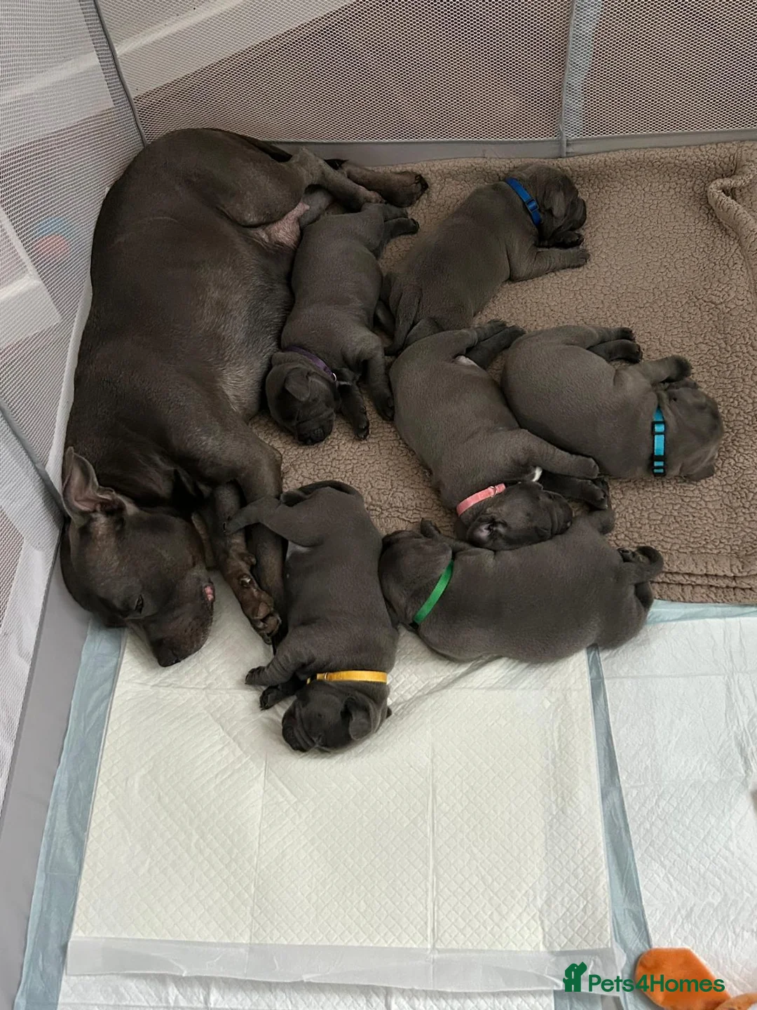 Staffordshire Bull Terrier dogs for sale: Staffordshire bull terrier  dogs blue staffs  - Advert 6