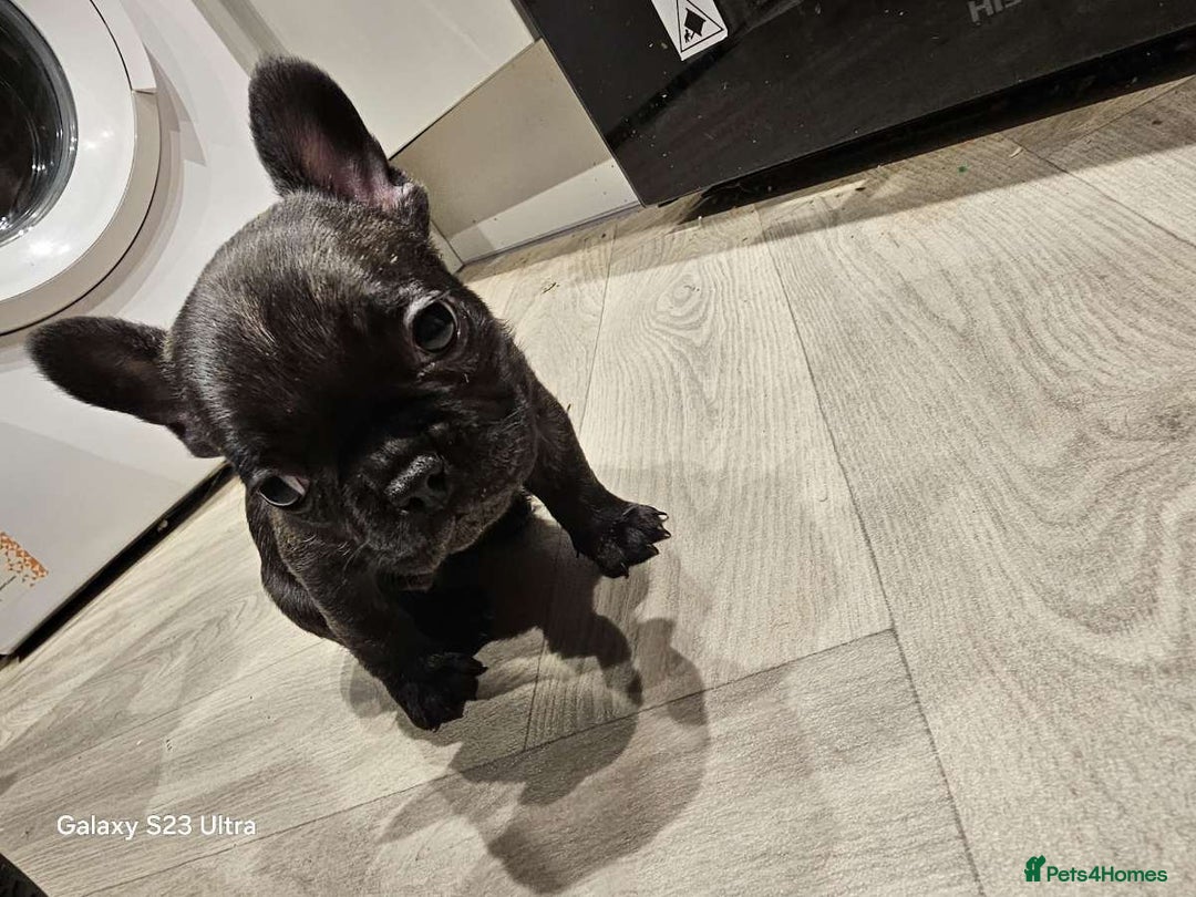 French Bulldog dogs for sale: French bulldog puppys for sale  - Advert 9