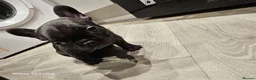 French Bulldog dogs for sale: French bulldog puppys for sale  - Advert 9