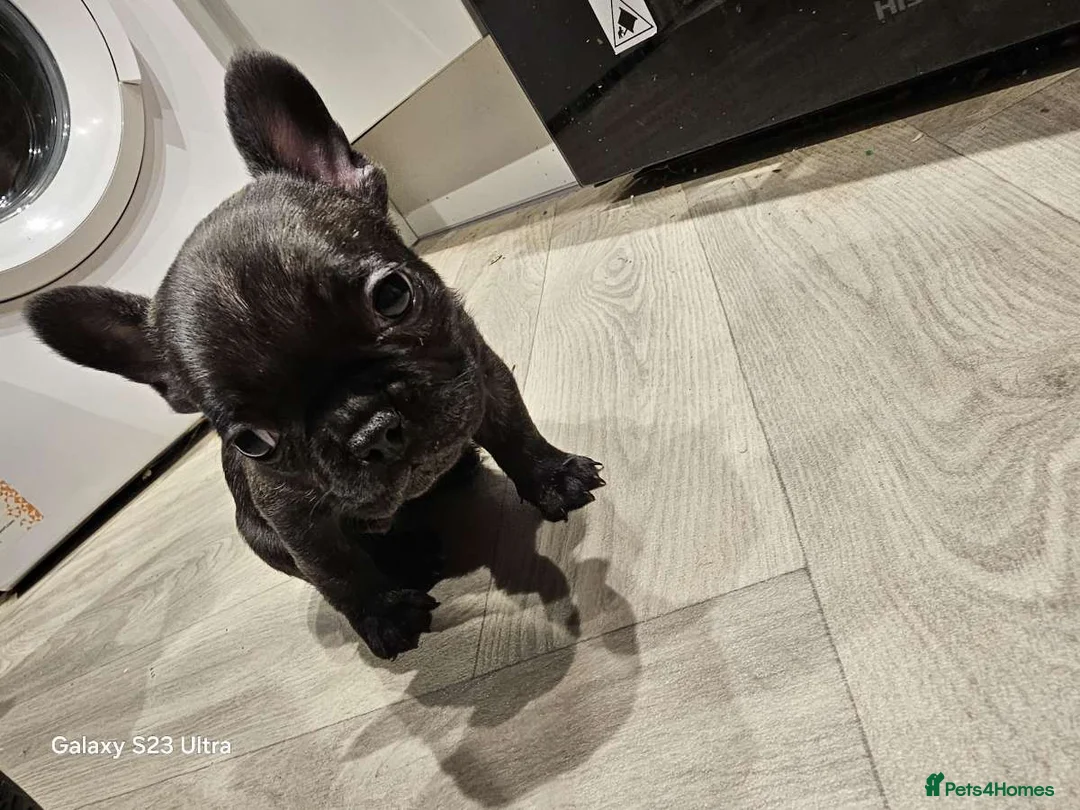 French Bulldog dogs for sale: French bulldog puppys for sale  - Advert 9