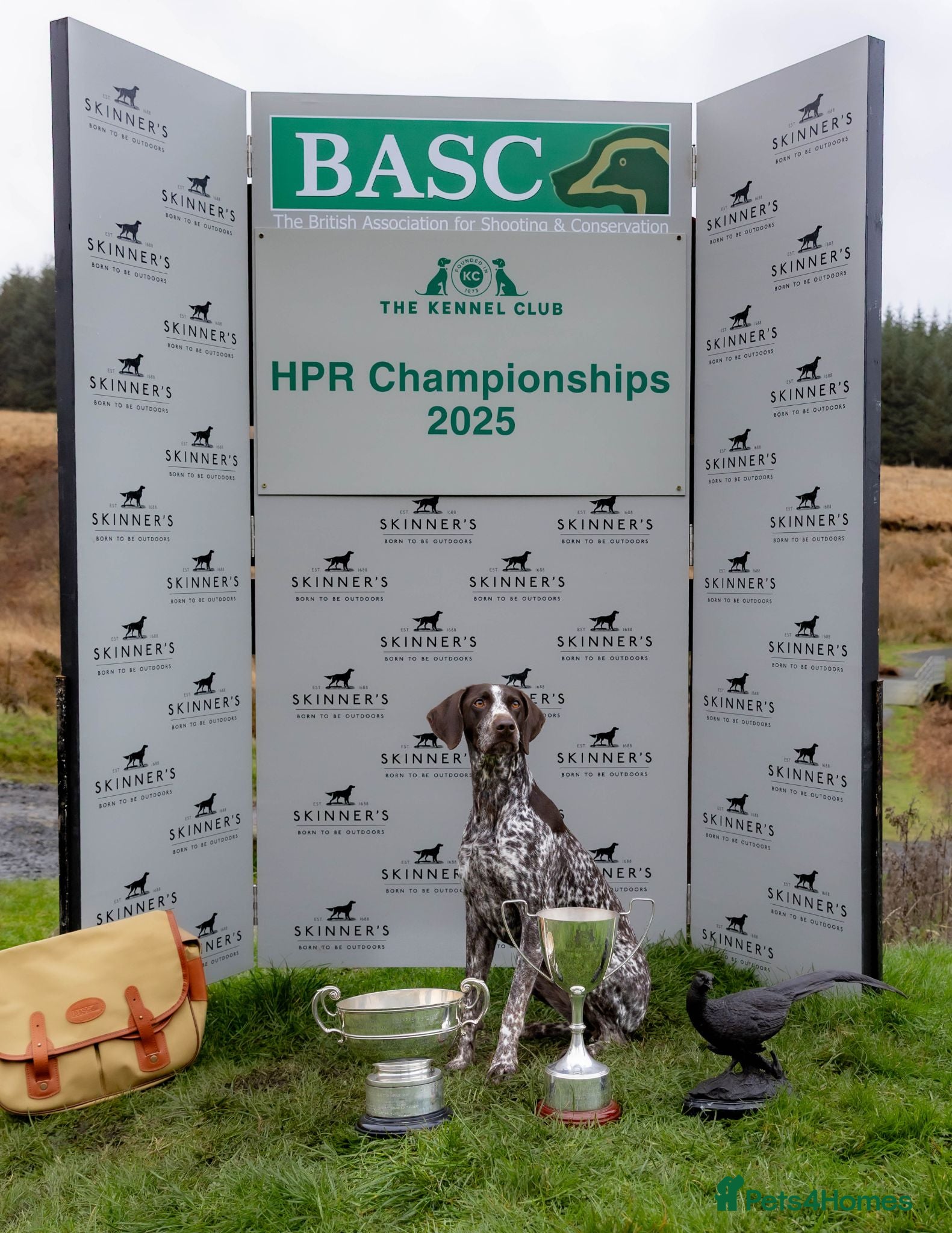 German Shorthaired Pointer dogs Superb health tested GSP pups, 1 bitch, 1 dog  - Advert 1