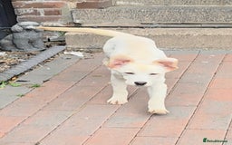 Labrador Retriever dogs for sale: Kc registered champagne girl left - Image 2
