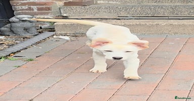 Labrador Retriever dogs - Advert 6