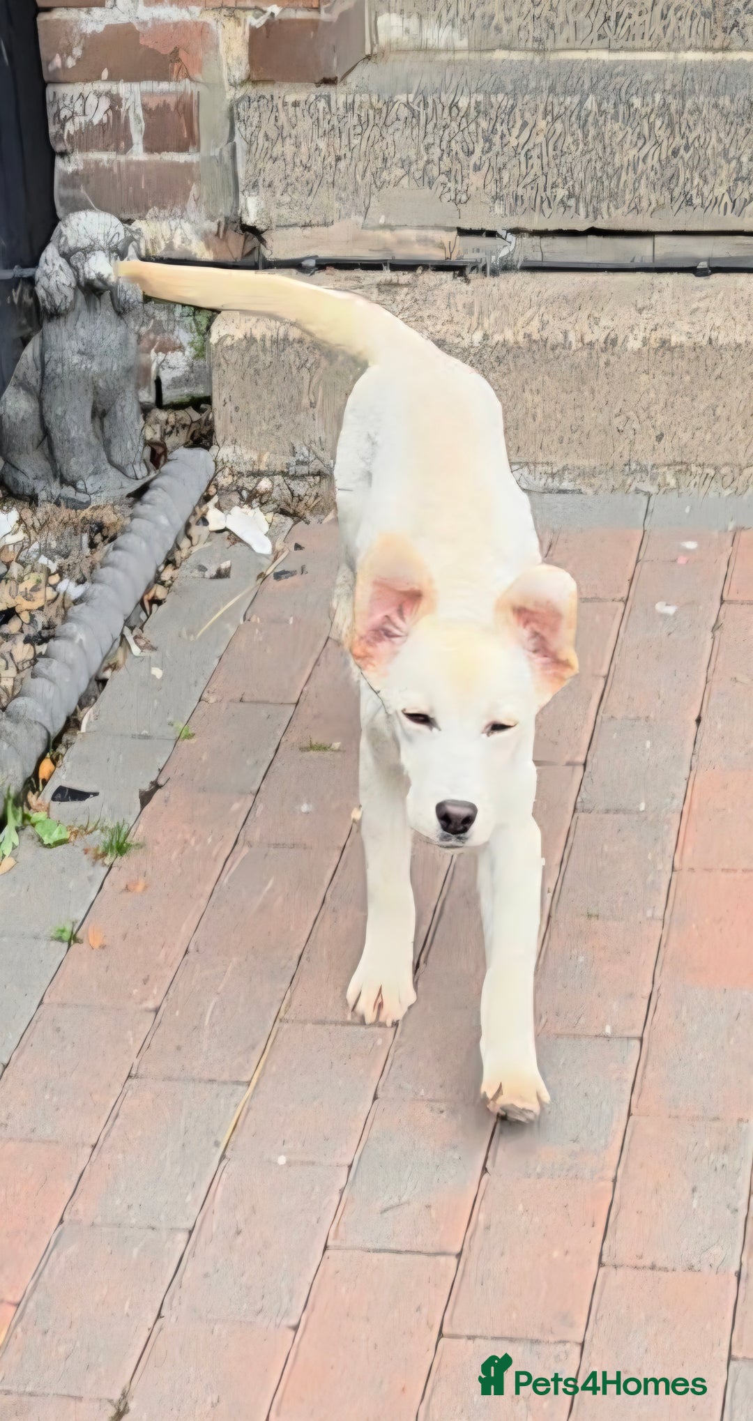 Labrador Retriever dogs for sale: Kc registered champagne girl left - Image 2