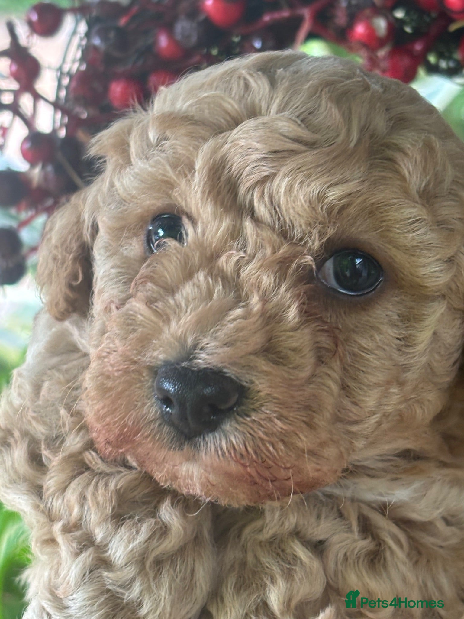 Poochon dogs 1 GOLDEN BOY POOCHON -Rupert the Bear-CHESHIRE  - Advert 2