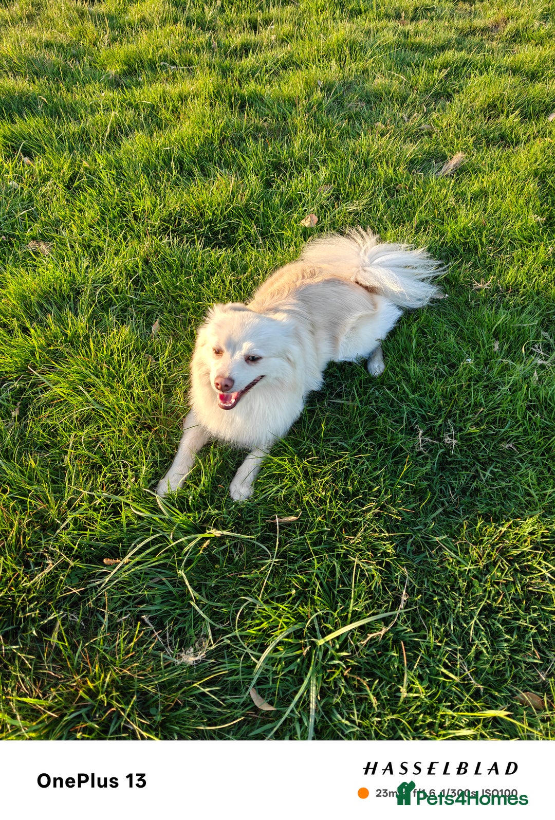 Pomapoo dogs for sale: Stunning, beautiful, well trained little one  - Image 2