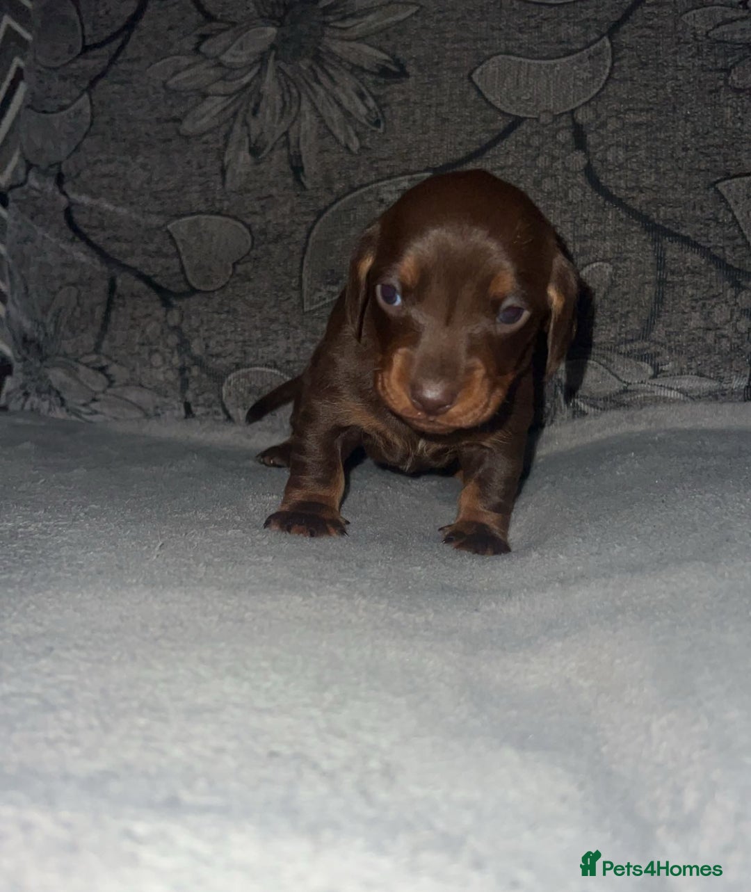 Miniature Dachshund dogs for sale: Mini dauchunds puppies - Advert 3