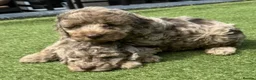 Cockapoo dogs for sale: Beautiful F1B Cockapoo Boy & Girl 🐾  - Advert 7