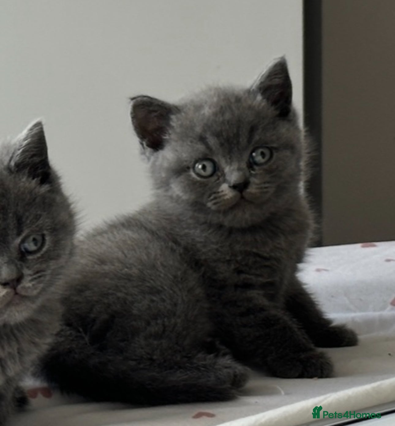 British Shorthair cats British shorthair kittens  - Advert 2