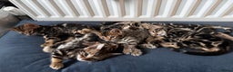 Bengal cats for sale: LAST ONE! Stunning Bengal kittens - Advert 6