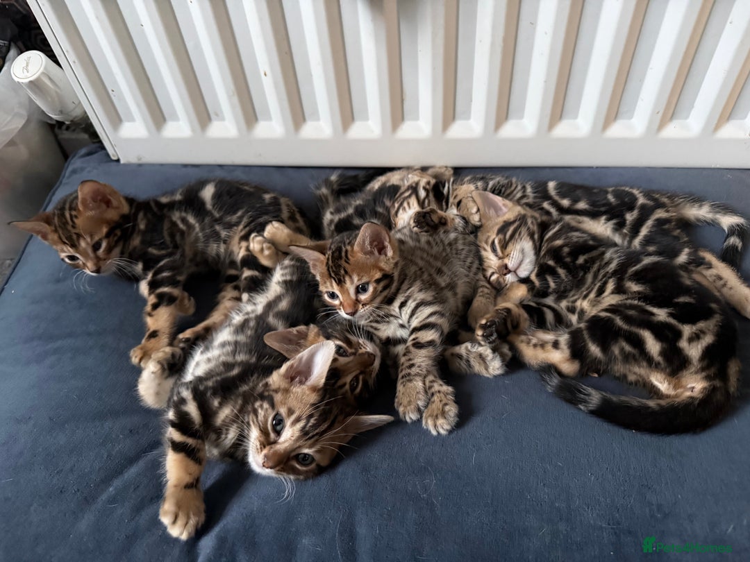 Bengal cats for sale: 6 Stunning Bengal kittens - Image 6