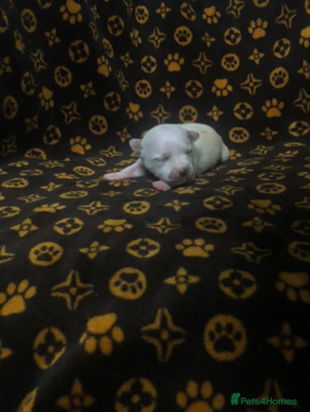 Pomchi dogs for sale: 🐾MALE POMCHI PUPPIES🐾 - Advert 8