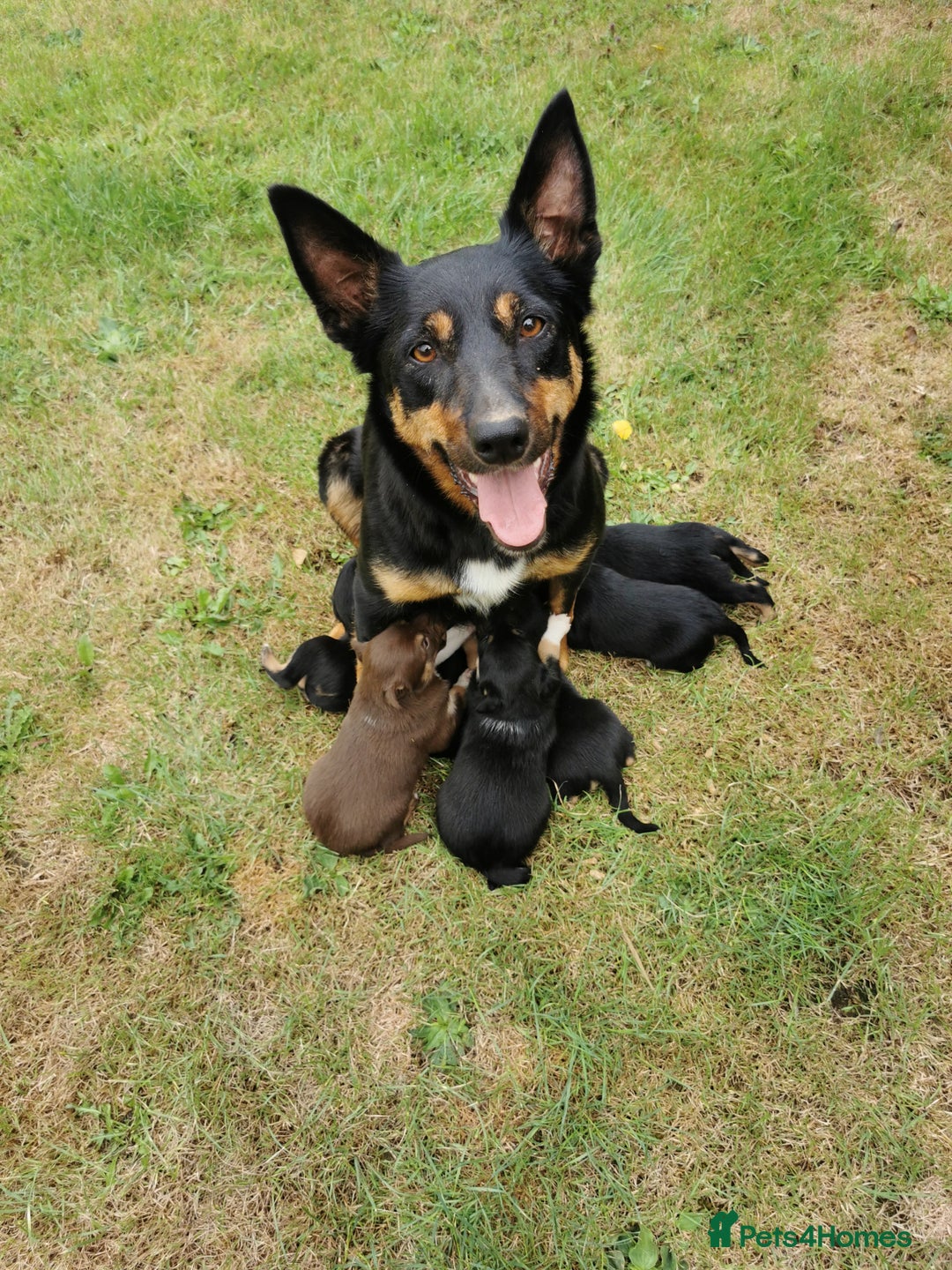Mixed Breed dogs for sale: Kelpie x collie  - Image 6