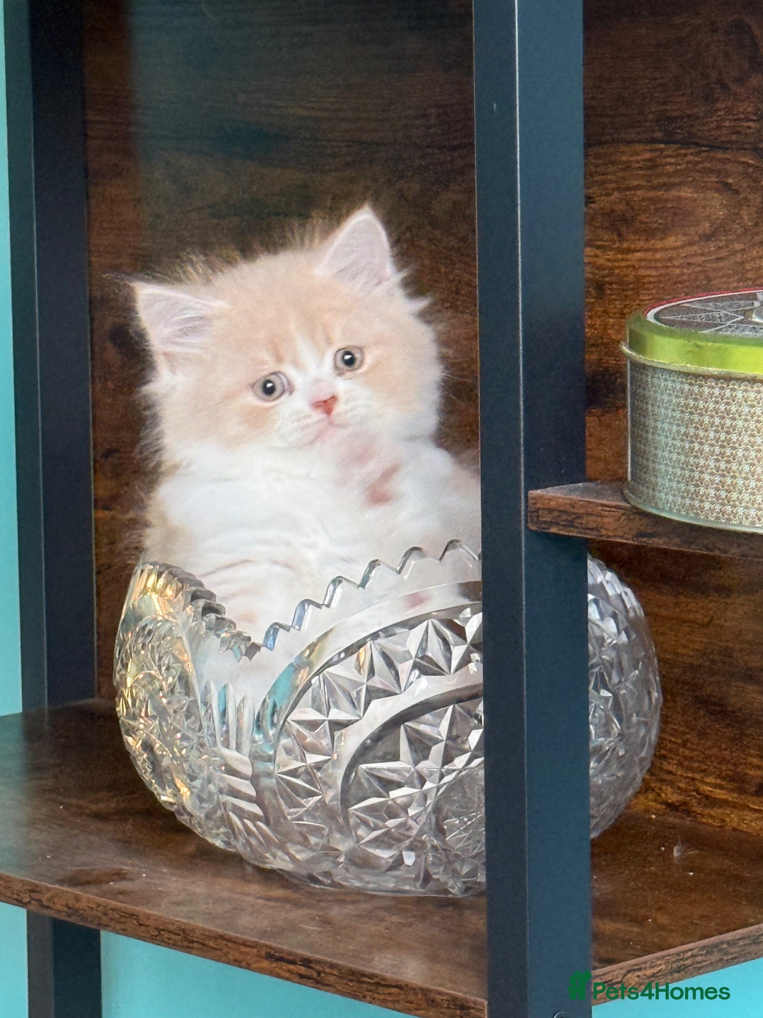 Persian cats Stunning persian kittens £495 - Advert 1