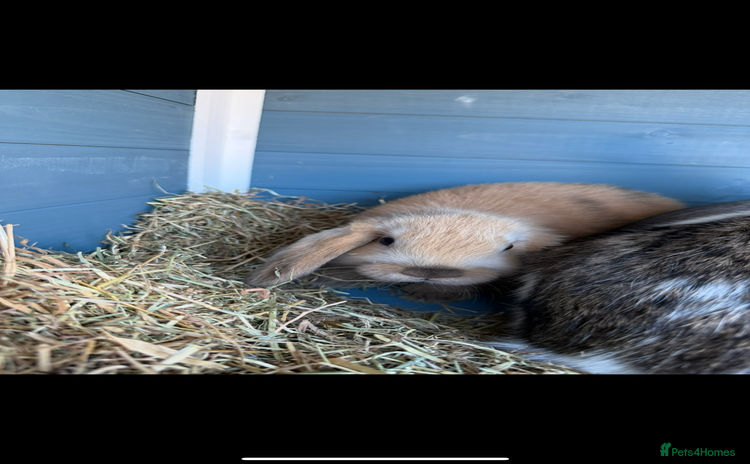 Mini Lop rabbits - Advert 4