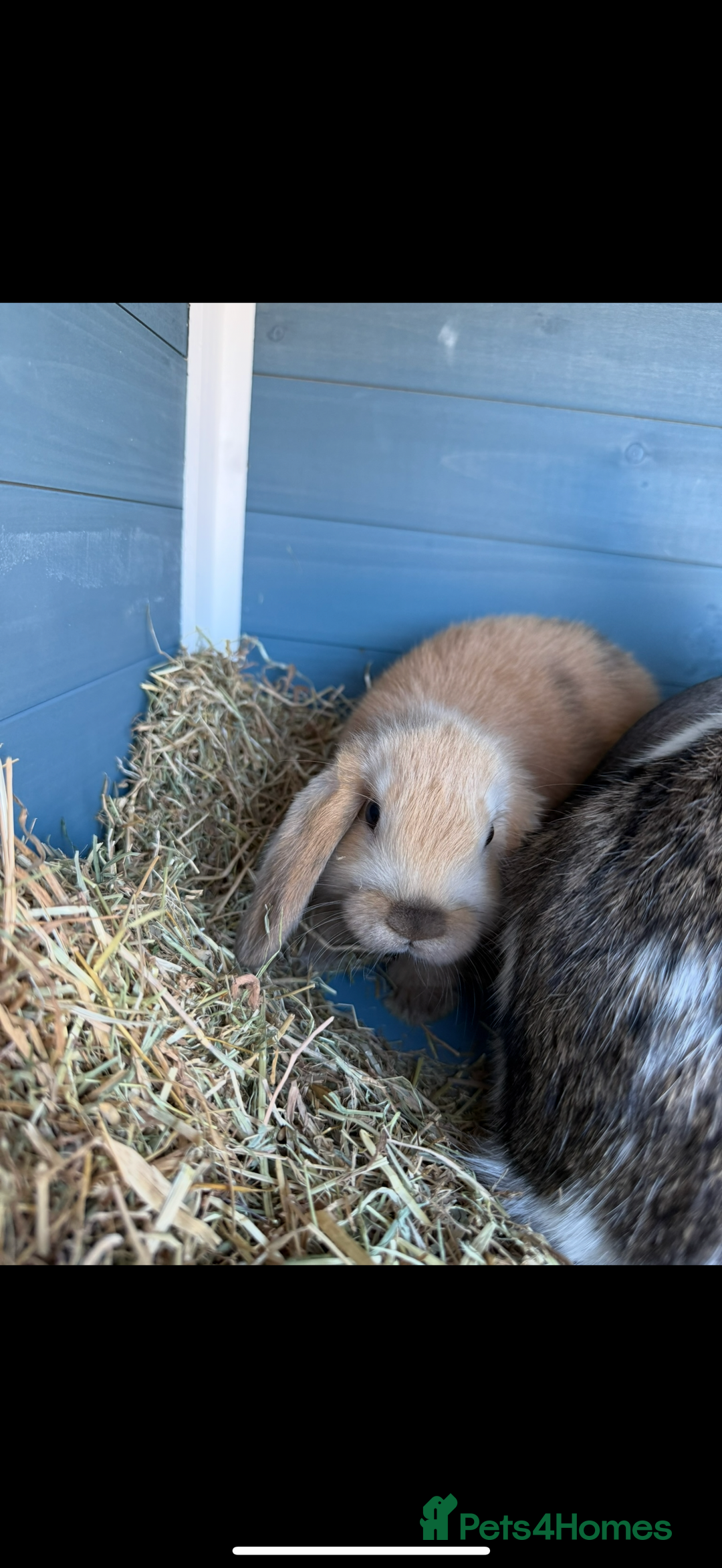 Mini Lop rabbits for sale: Mini Lop Rabbits  - Image 1