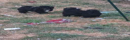 Poochon dogs for sale: 2 beautiful poochon puppys black n white for sale  - Advert 9
