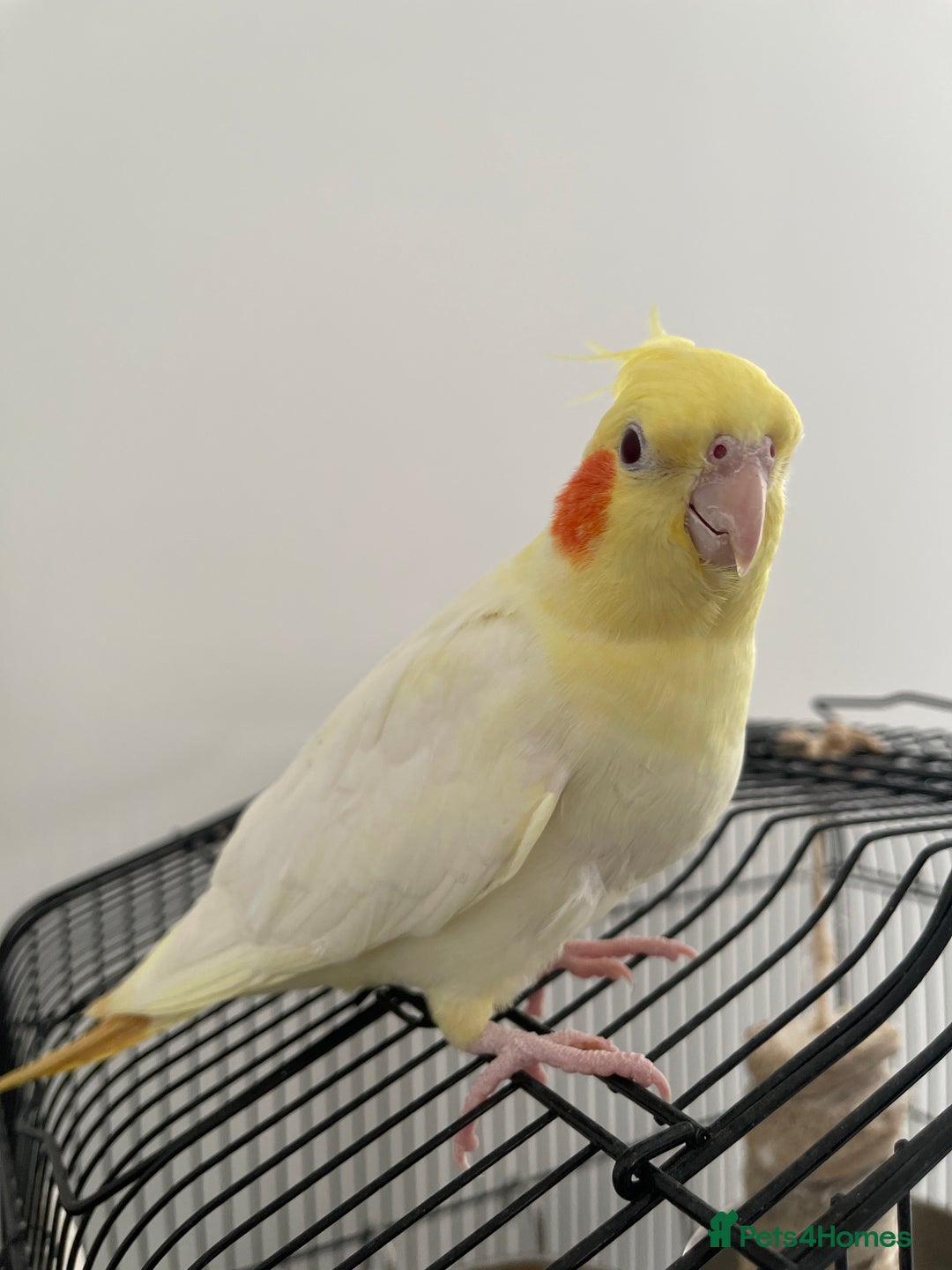 Cockatiels birds for sale: Pair of M/F Cockatiels (2 for £100) - Advert 2