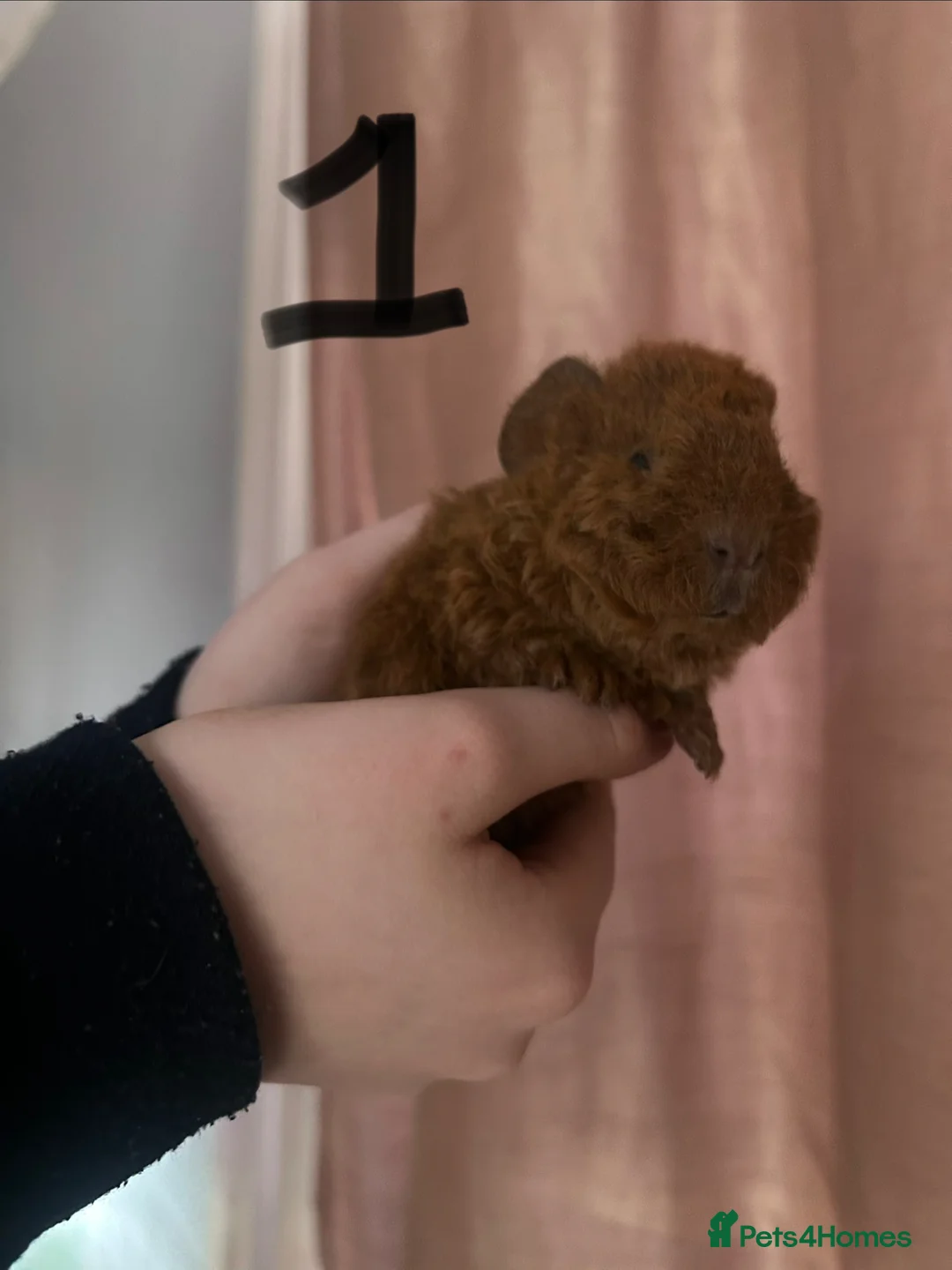 Guinea Pig rodents for sale: Texal Female and male guinea pigs - Advert 1