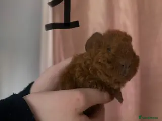 Guinea Pig rodents Texal Female and male guinea pigs - Advert 2