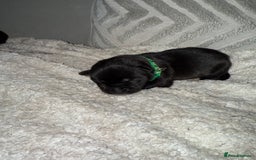 Mixed Breed dogs for sale: Cane corso mix Akita  - Image 34