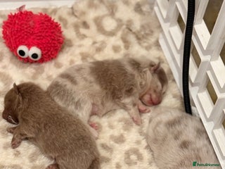 Pomeranian dogs Small & Fluffy Pomeranian Puppies Ready to Reserve - Advert 5