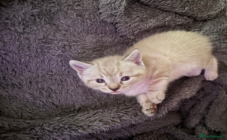 British Shorthair cats Kittens for sale  - Advert 2